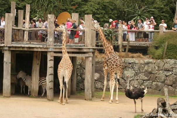 Auckland Zoo